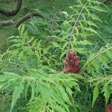 Rhus typhina 'Laciniata' feuille